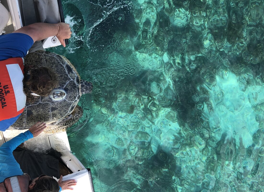 Researchers releasing a satellite-tagged green sea turtle (Photo: Andrew Crowder / USGS, public domain)