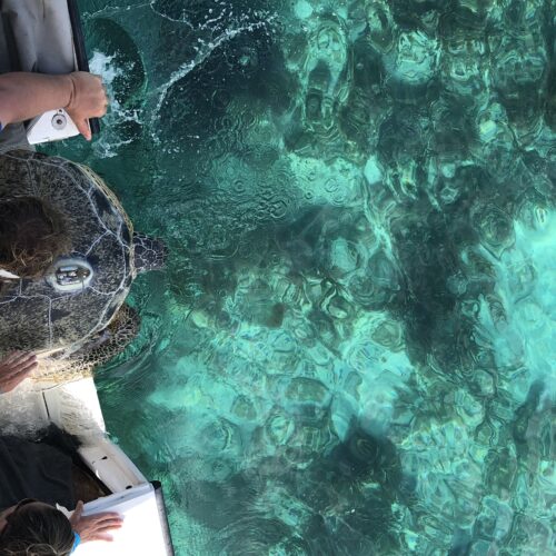 LAST — Latin American Sea Turtles Association
