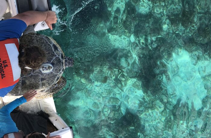 Researchers releasing a satellite-tagged green sea turtle (Photo: Andrew Crowder / USGS, public domain)