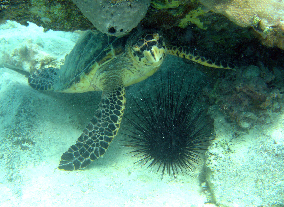 Hawksbill sea turtle (Eretmochelys imbricata) (Photo: Caroline Rogers / USGS, public domain)