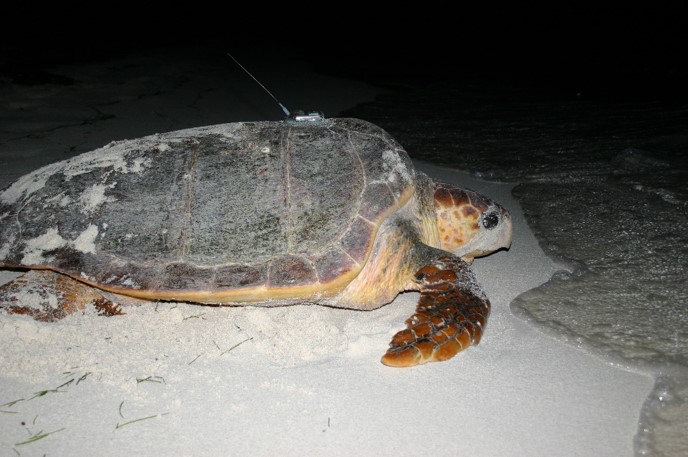 Loggerhead sea turtle (Photo: Kristen Hart / USGS, public domain)