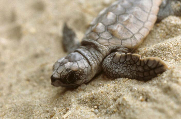 Loggerhead sea turtle hatchling (Photo: USFWS, public domain)