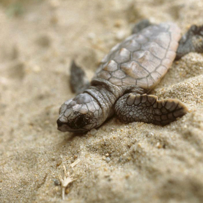 Loggerhead sea turtle hatchling (Photo: USFWS, public domain)