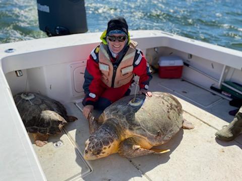 Sea turtles being returned to the water (Photo: Jackie Guzy / USGS, public domain)