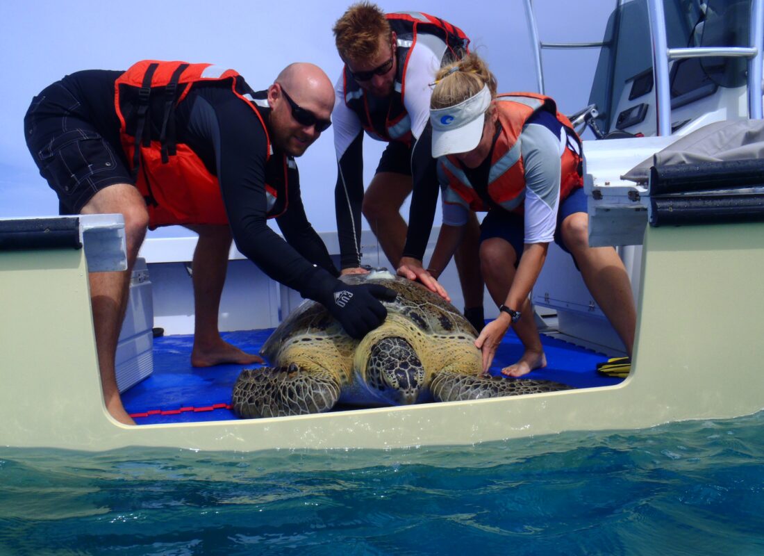 Green sea turtle being released back to the sea (Photo: USGS, public domain)