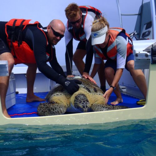 Grupo Tortuguero de las Californias