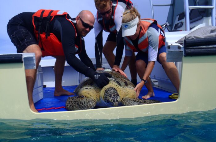 Green sea turtle being released back to the sea (Photo: USGS, public domain)
