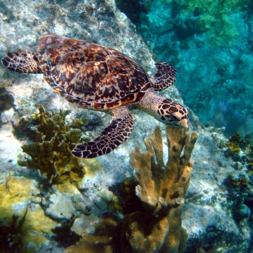 WIDECAST — Wider Caribbean Sea Turtle Conservation Network