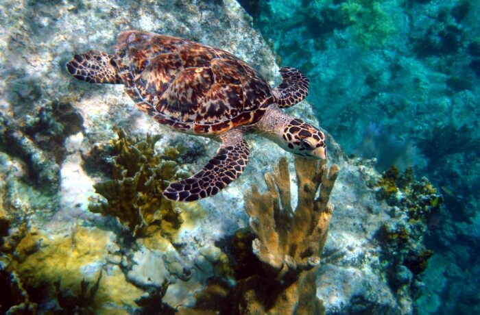 Turtle Island