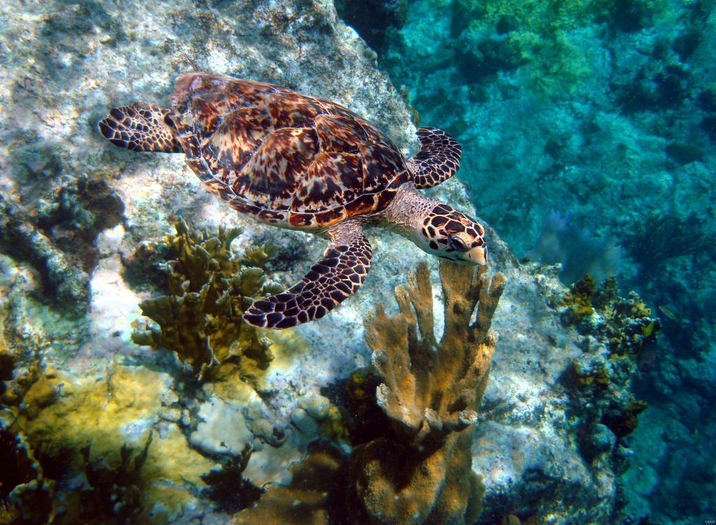 Hawksbill sea turtle swimming over elkhorn coral, St. John, US Virgin Islands (Photo: Caroline Rogers / USGS, public domain)