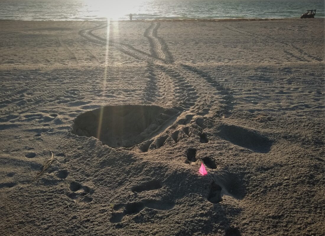 Sea turtle nest being surveyed on the beach (Photo: David Thompson / USGS, public domain)
