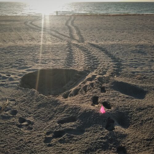 Sea Turtle Conservancy