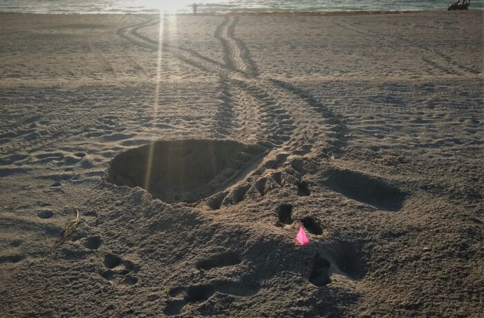 Sea turtle nest being surveyed on the beach (Photo: David Thompson / USGS, public domain)
