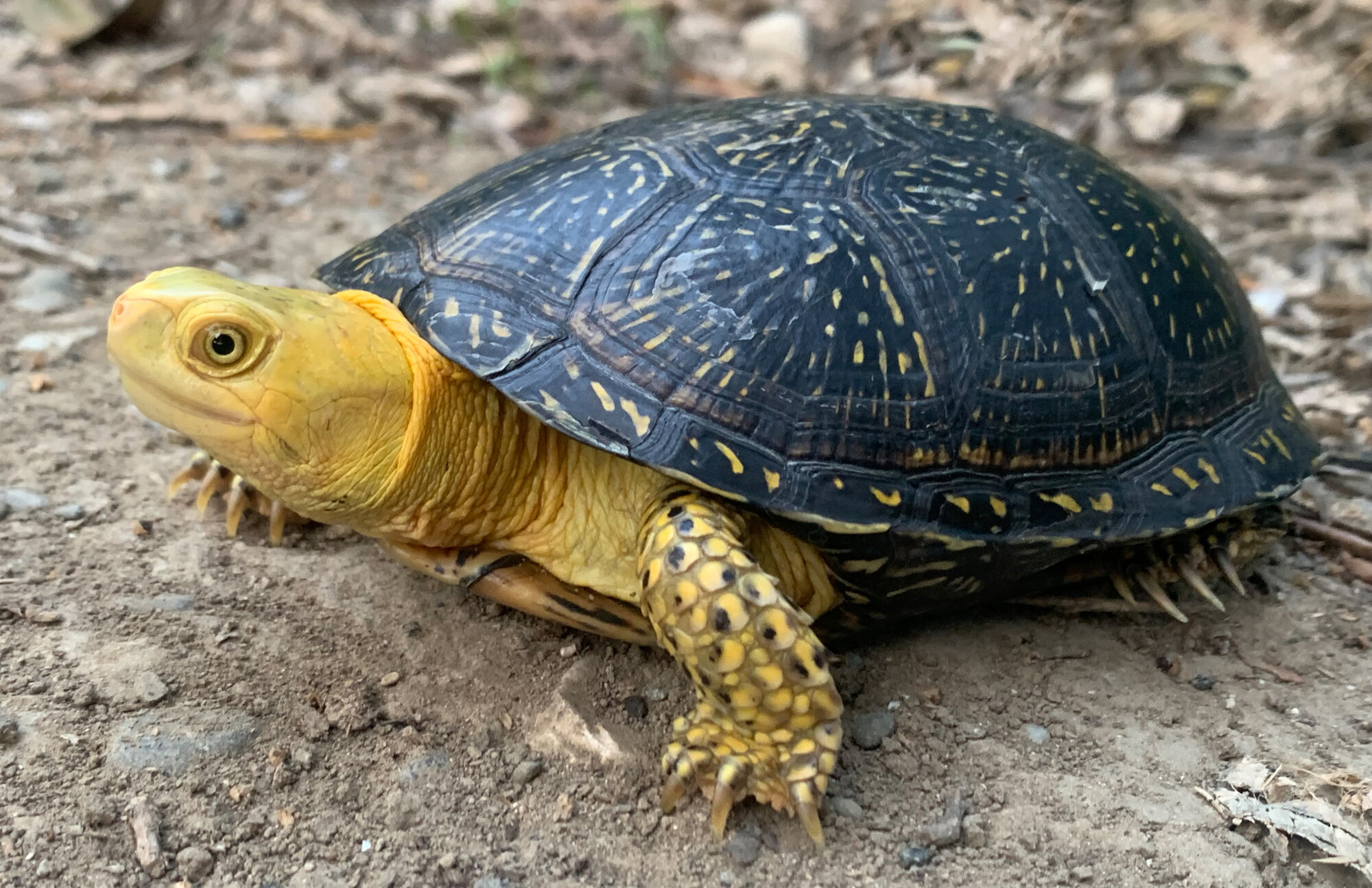 Eiselt's Pond Turtle (Emys orbicularis eiselti)