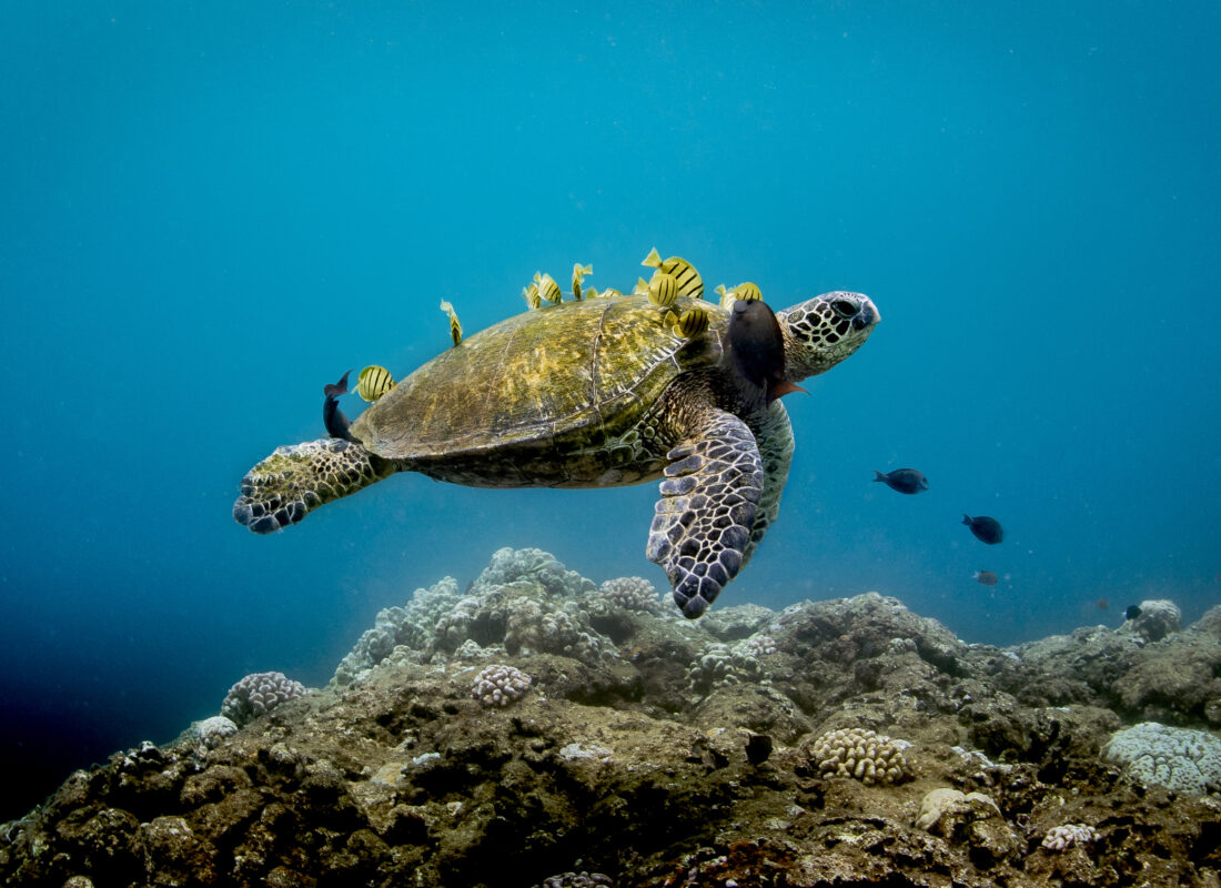 Green sea turtle swimming