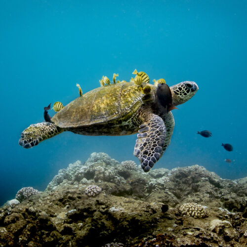 SEE Turtles