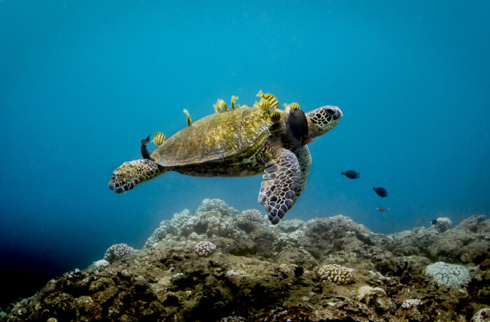 Green sea turtle swimming (Photo: Matt McIntosh / NOAA, public domain)