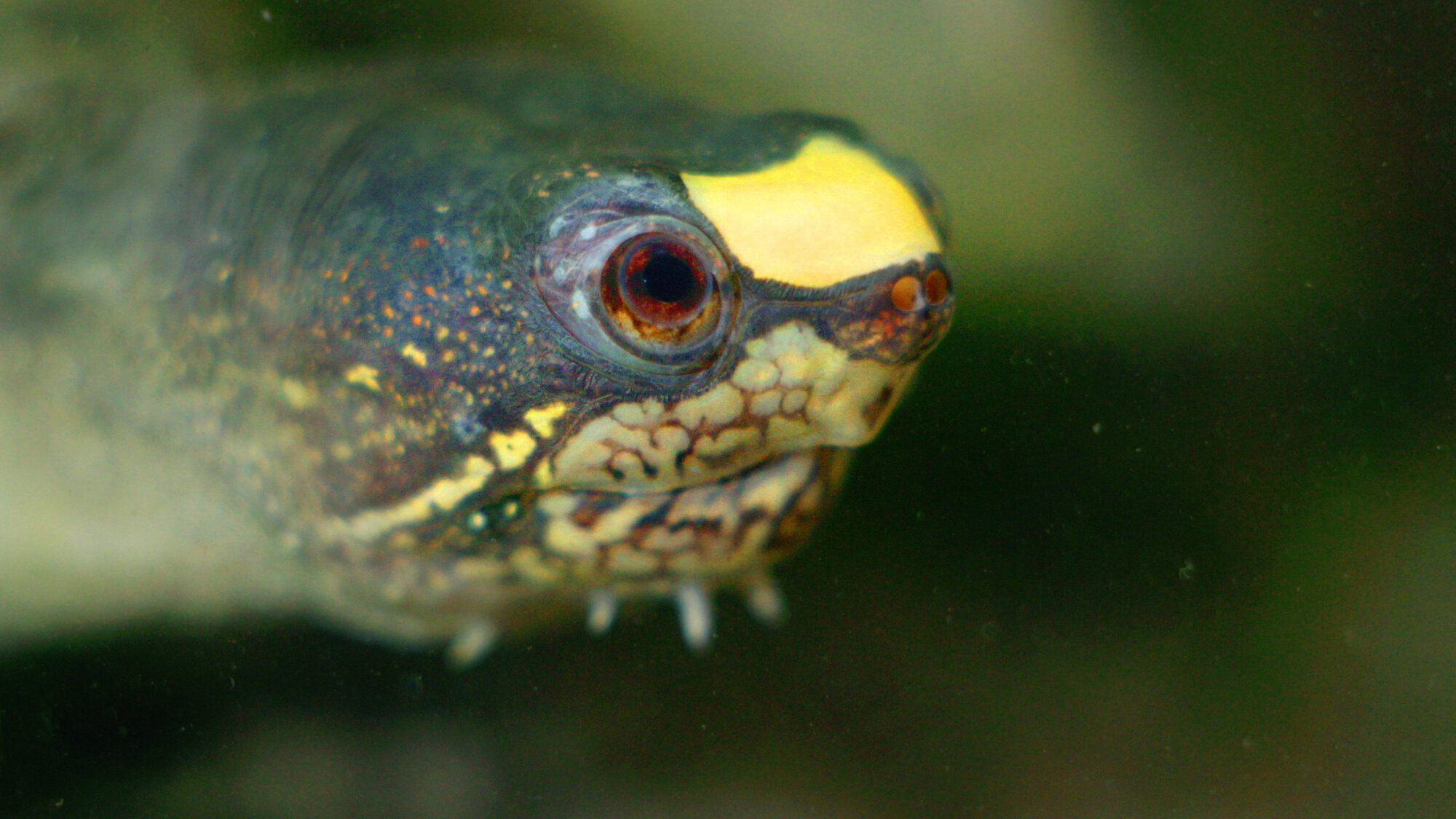 Vallarta Mud Turtle (Kinosternon vogti)