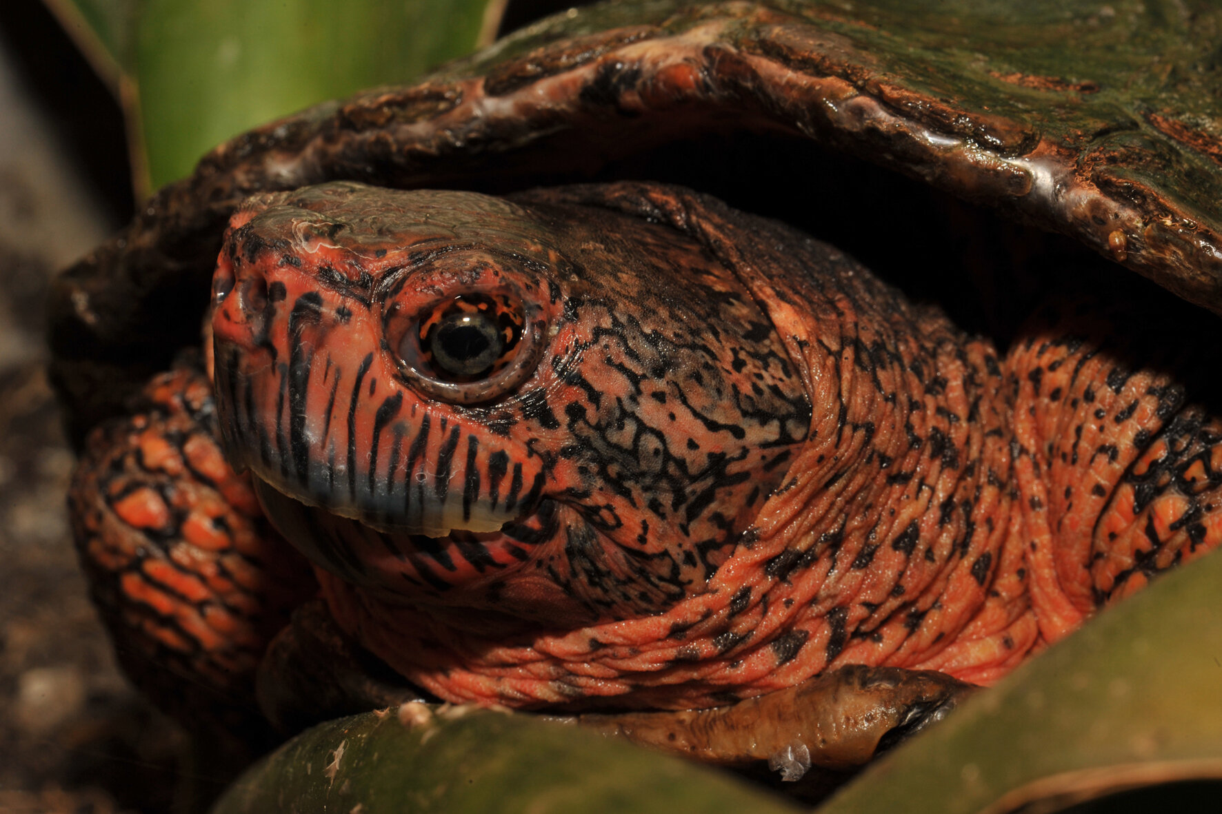 Red-necked Pond Turtle (Mauremys nigricans)