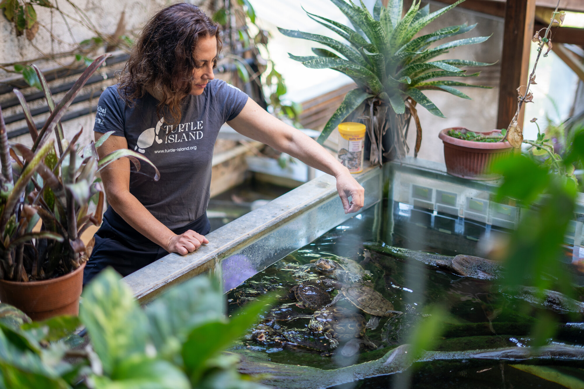 Turtle Island staff caring for turtles at their facility