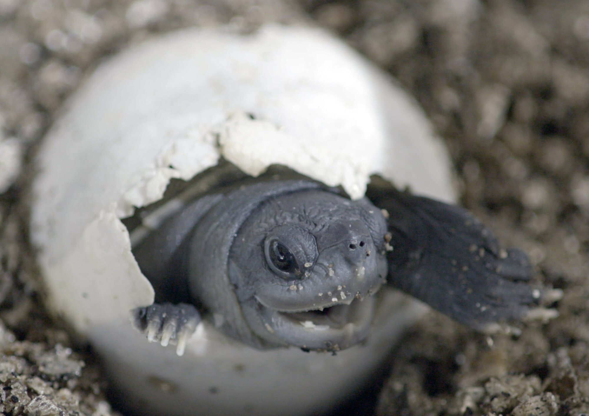 Northern River Terrapin (Batagur baska)