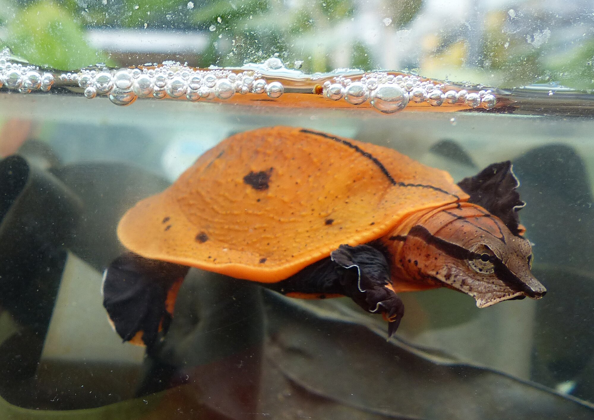 Aubry's Flapshell Turtle (Cycloderma aubryi)