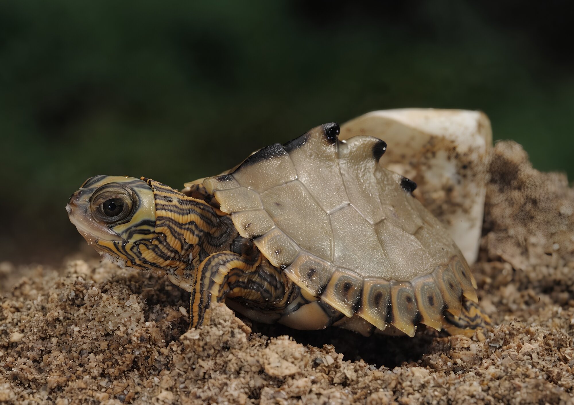 Escambia Map Turtle hatchling (Graptemys ernsti)