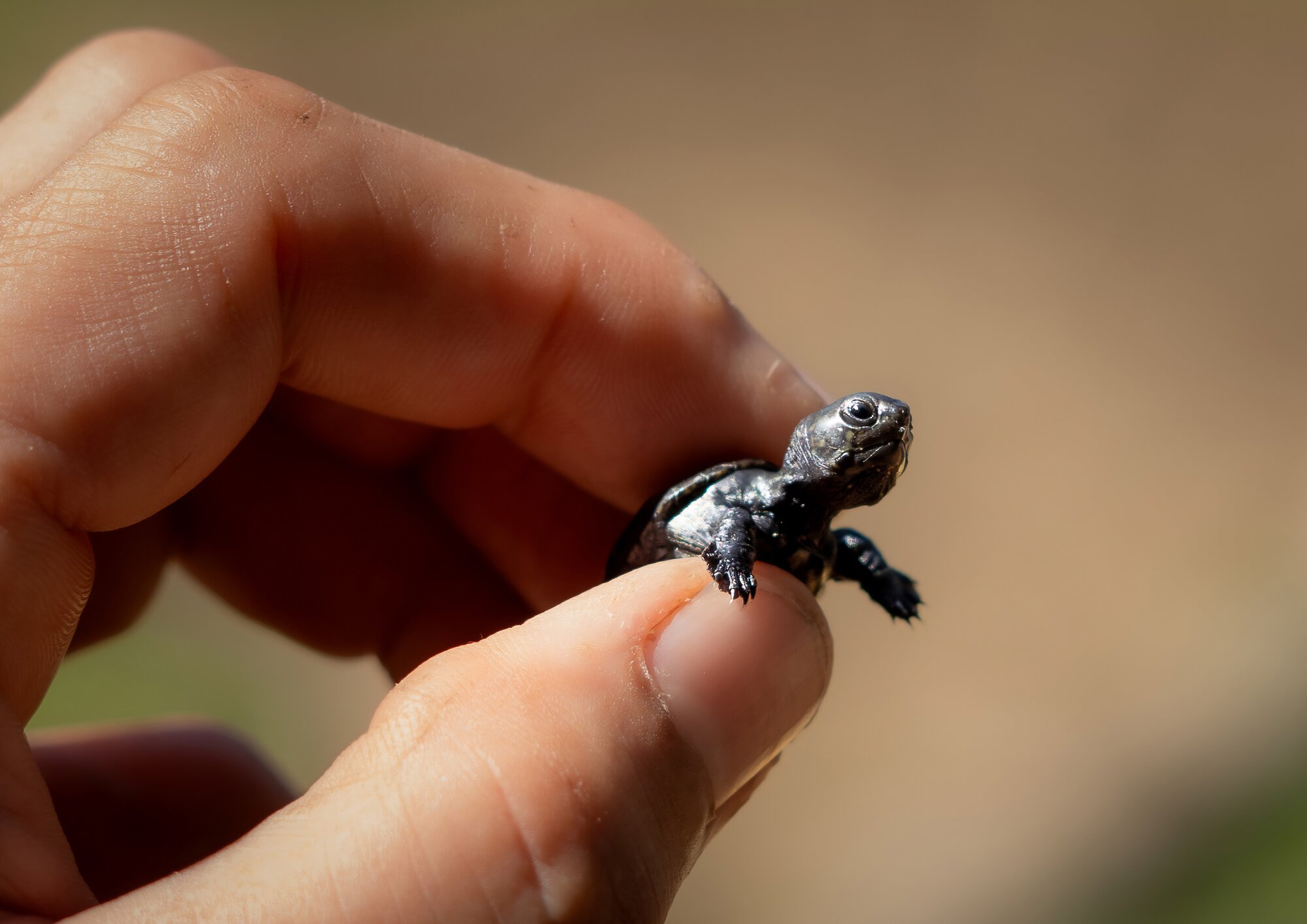 Vallarta Mud Turtle hatchling (Kinosternon vogti)