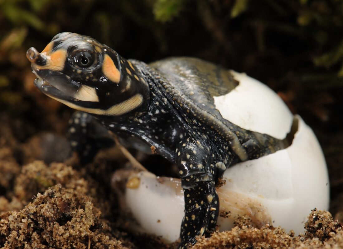Green sea turtle swimming