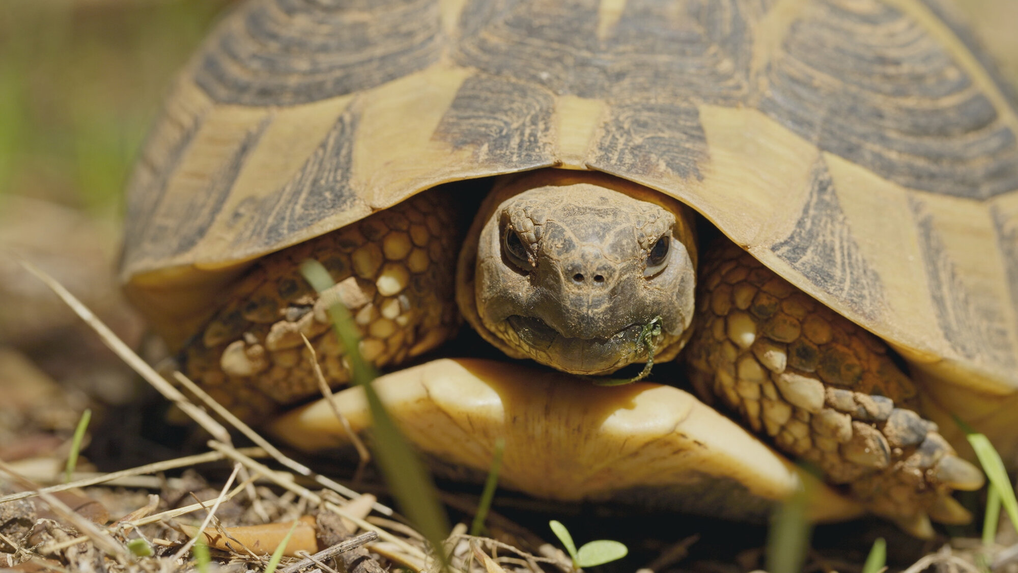 Eastern Hermann's Tortoise rewilding project